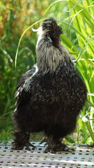 Schwarzer Seidenhahn, das Huhn als Haustier