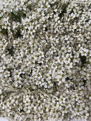 Chamomile daisy flowers pattern background. Abstract nature, floral texture