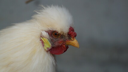 Junger Seidenhahn, seidenhuhn
