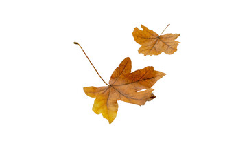 Couple of brown maple fallen leaves isolated transparent png. Autumn season. 