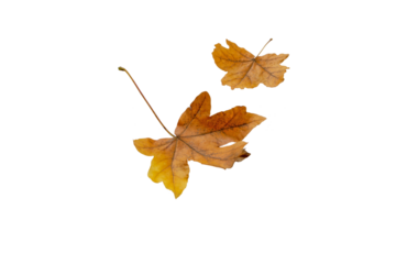 Couple of brown maple fallen leaves isolated transparent png. Autumn season. 