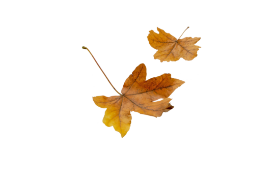 Couple of brown maple fallen leaves isolated transparent png. Autumn season.  - Powered by Adobe
