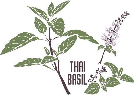 Thai basil plant in color vector silhouette. Ocimum thyrsiflora herb medicinal outline. Set of Thai Basil stem with leafs in color painting for cooking. Thai basil in Gray contour and color drawing.