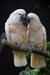 Couple moluccan cockatoo bird is love and eatting in garden