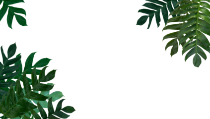 Monstera pinnatipartita leaves (Siam Monstera) large green leaves that hollow veins. On rainy season at garden. PNG File, On white background, isolated, panorama. Thailand.