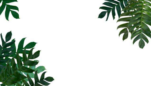 Monstera pinnatipartita leaves (Siam Monstera) large green leaves that hollow veins. On rainy season at garden. PNG File, On white background, isolated, panorama. Thailand.