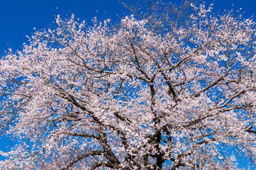 満開の桜と青空