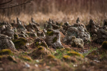 Mossy tree roots and tree stumps closeup