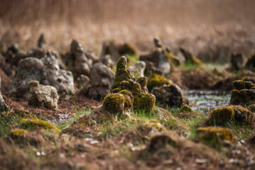 Mossy tree roots and tree stumps closeup