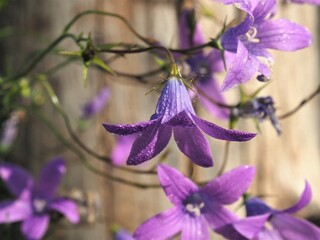 Campanula patula or spreading bellflower on blurred background. Plants and flowers of natural...