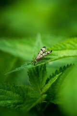 Vertical macro shot of a panorpa communis bug on a green leaf