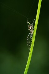 Vertical macro shot of a yellow garden spider on a green grass blade