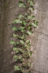Green ivy on the tree stem