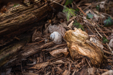 Cracked snail shell in the woods