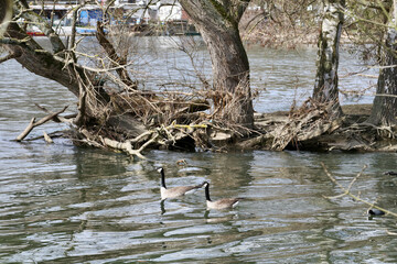ducks on the water