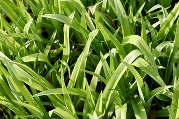 green grass background
