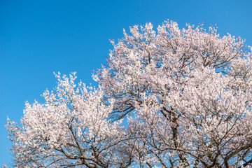 満開の桜と青空。日本の春の象徴的な風景。