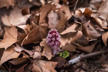 Pink butterbur on the dry leaves background
