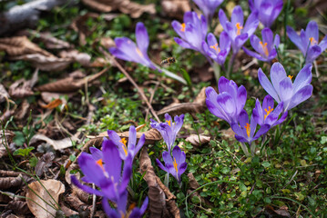 Violet crocus flowers with bees