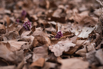 Pink butterbur on the dry leaves background
