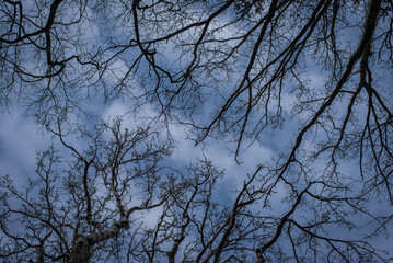 Leafless bare tree branches on the sky background