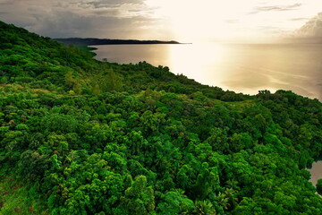 Mangroves on the main island of Palau