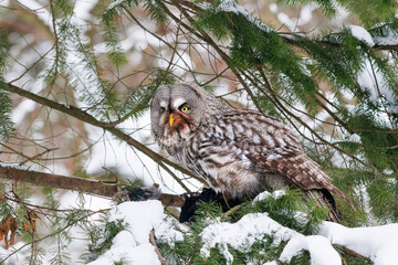 great grey owl
