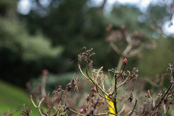 Dry seeds on a bush in spring