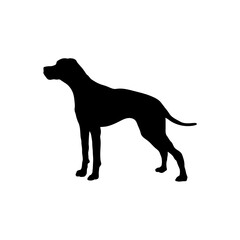 Pointer English Silhouette Dog
