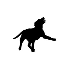 puppy is playing Silhouette Dog