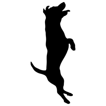 Jack Russell Terrier jump Silhouette Dog
