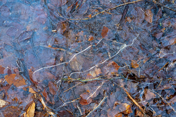 Thin ice sheet over autumn leaves.