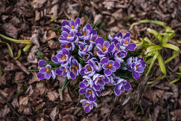 Purple and while crocuses on the ground