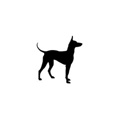 English toy terrier