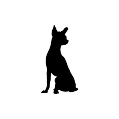English toy terrier