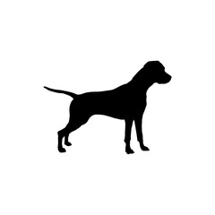 labrador 