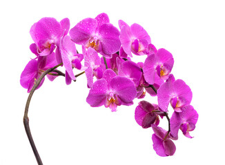 PNG. A branch of a blooming lilac orchid with dew drops on a white background. Isolate on white...