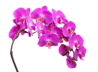 PNG. A branch of a blooming lilac orchid with dew drops on a white background. Isolate on white background
