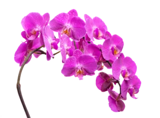 Foto op Aluminium PNG. A branch of a blooming lilac orchid with dew drops on a white background. Isolate on white background © Nataliya Schmidt