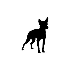 English toy terrier is sitting 