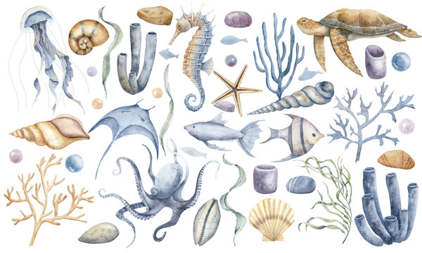 Big Undersea set with Seahorse, Jellyfish, corals and turtle. Hand drawn watercolor illustration of seaweeds and underwater animals for clipart on isolated background. Colorful drawing with seashells