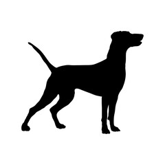 pointer dog