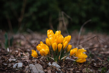 Yellow crocuses in early spring