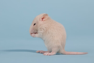 Cute beige baby rat washing on a blue background