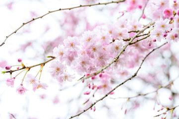 枝垂桜