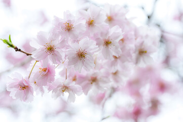 枝垂桜