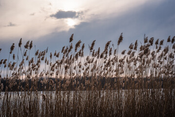 Lake phragmites seed heads silhouettes in the evening