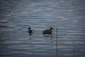 A pair of ducks on a lake in the evening