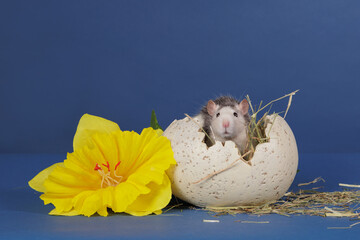 Husky rat in a ceramic egg on a blue background with a daffodil