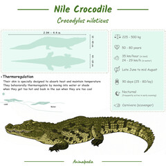 Infographic of a Nile crocodile